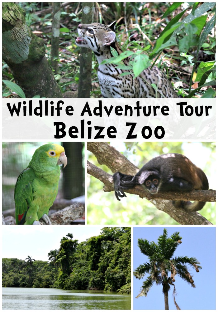 Wildlife Adventure Tour Belize Zoo