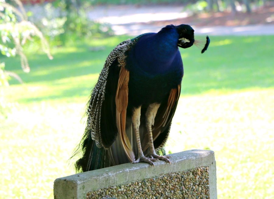 peacock sitting