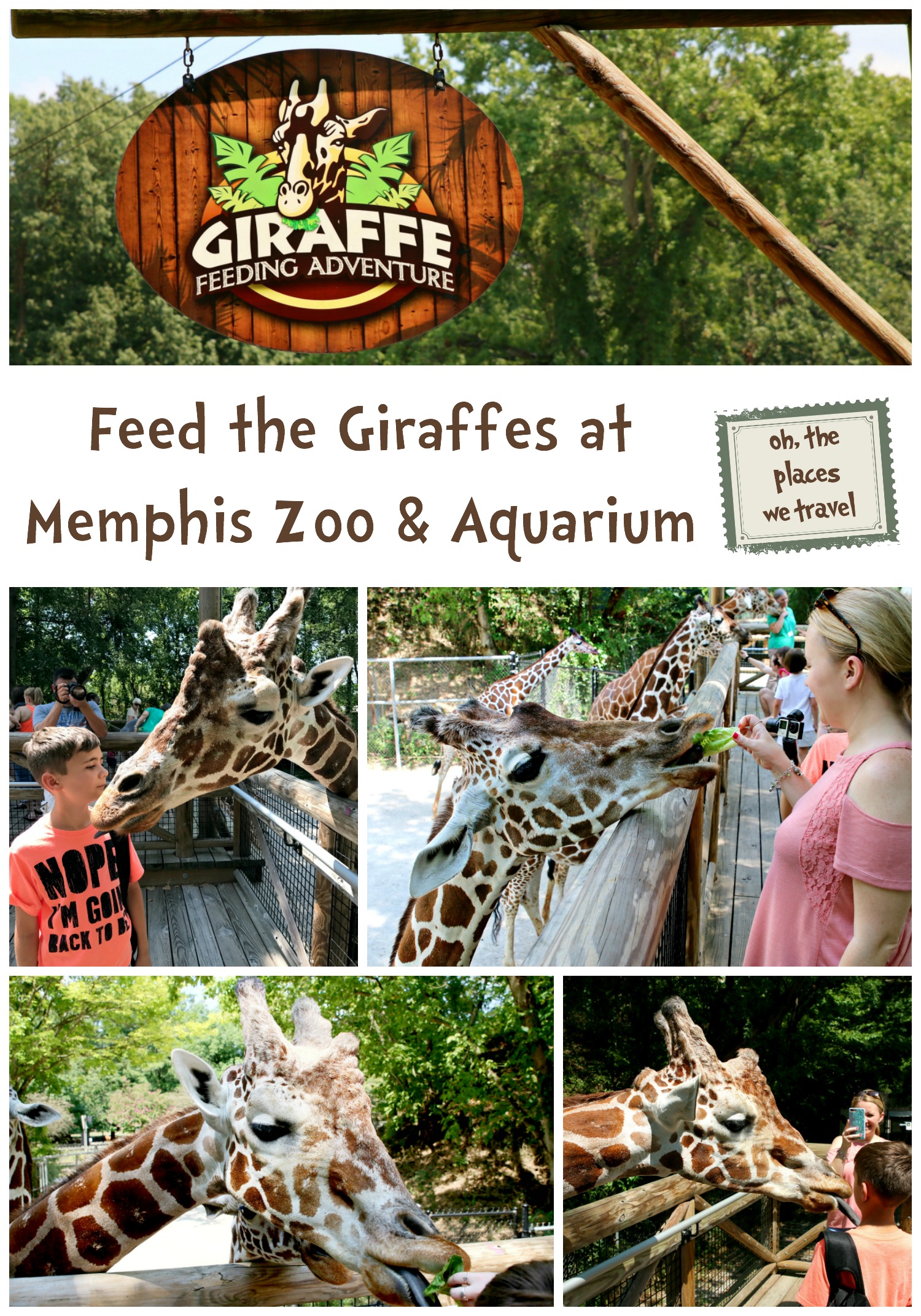 Feed the Giraffes at Memphis Zoo