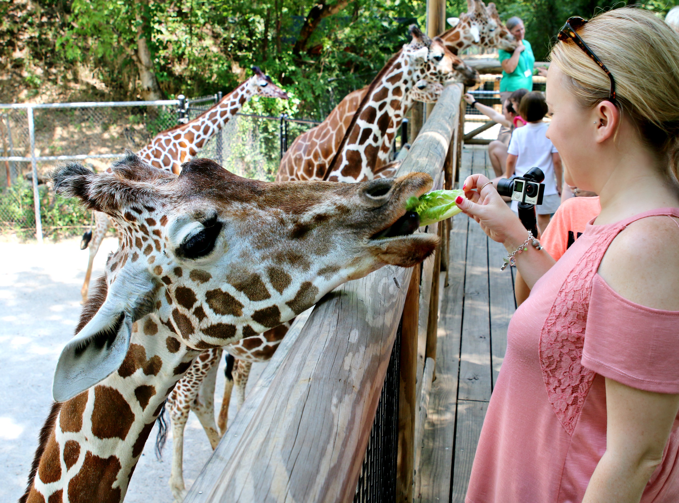 IG feeding giraffes