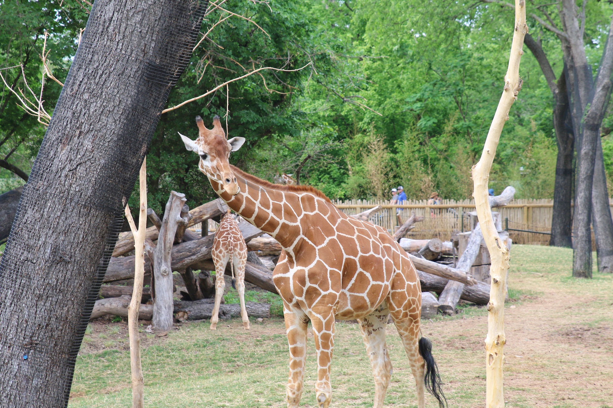 New African Savanna Exhibit Open at the Fort Worth Zoo Oh, the Places