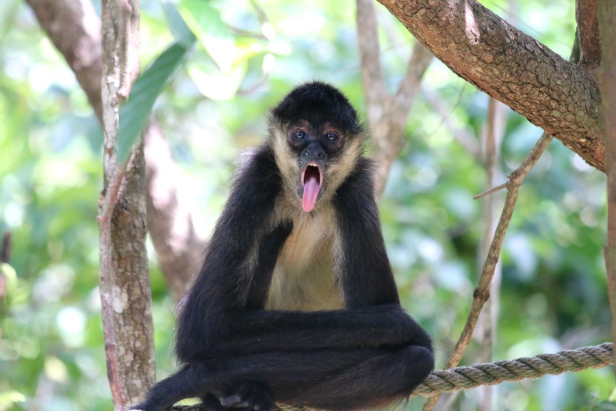 Wild Monkey in Belize