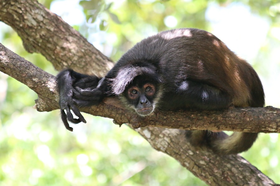 Belize Monkey