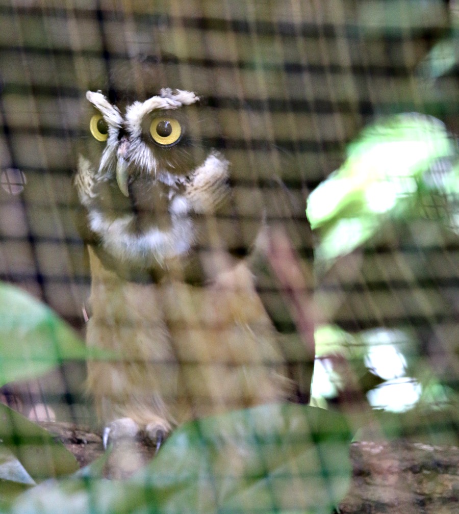 Belize Owl