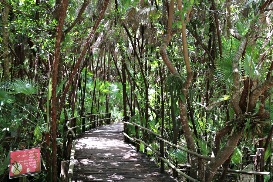 Belize Rainforest