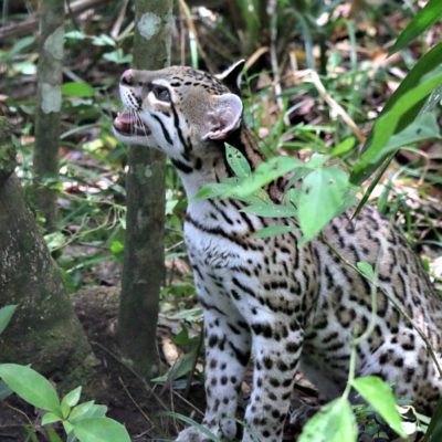 Wildlife Adventure Tour to Belize Zoo