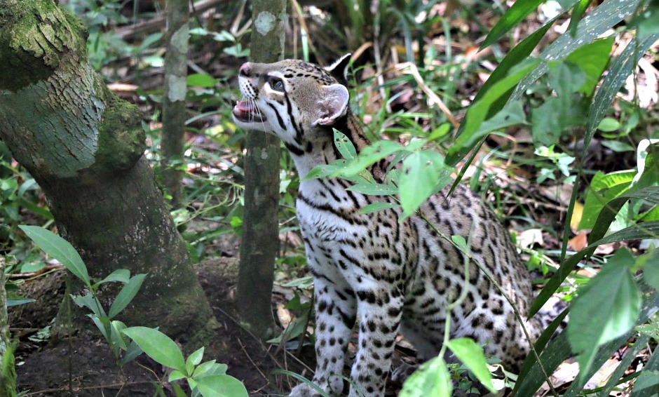 Wild Cat at Belize Zoo