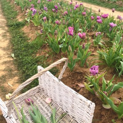 Texas Tulips – Pick Your Own Farm