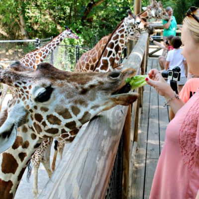 Feed the Giraffes at Memphis Zoo
