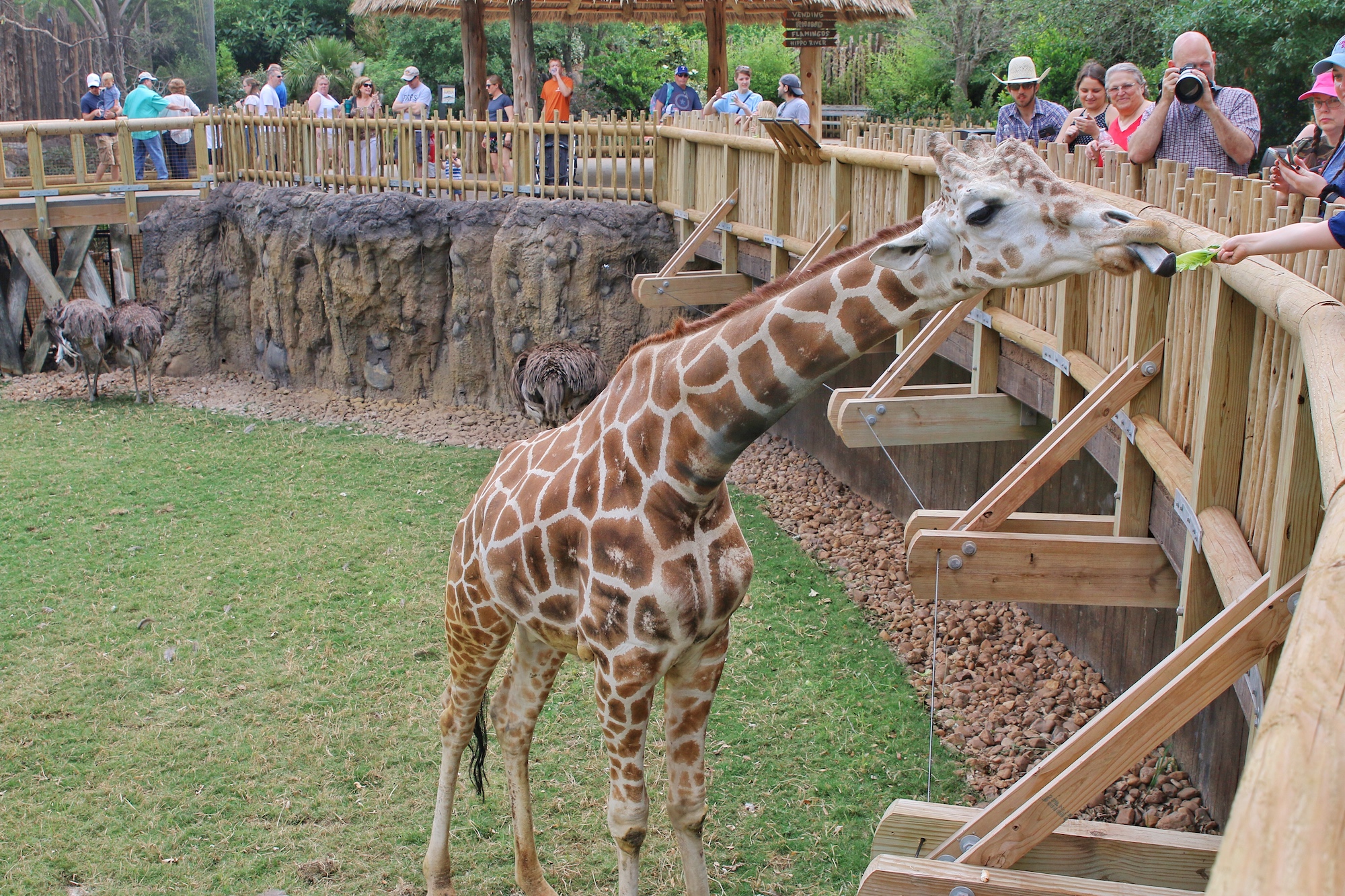 hand feed a giraffe at Fort Worth zoo