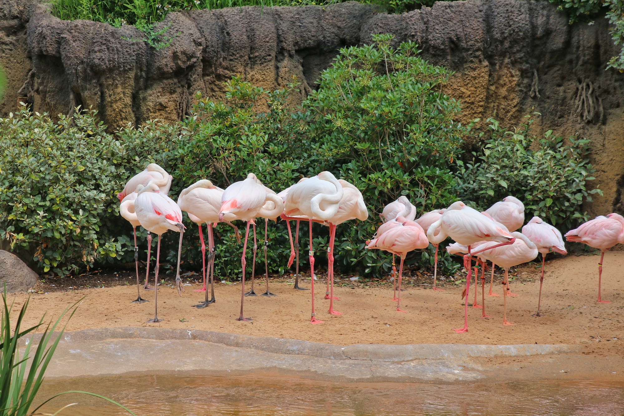 flamingos at fort worth zoo