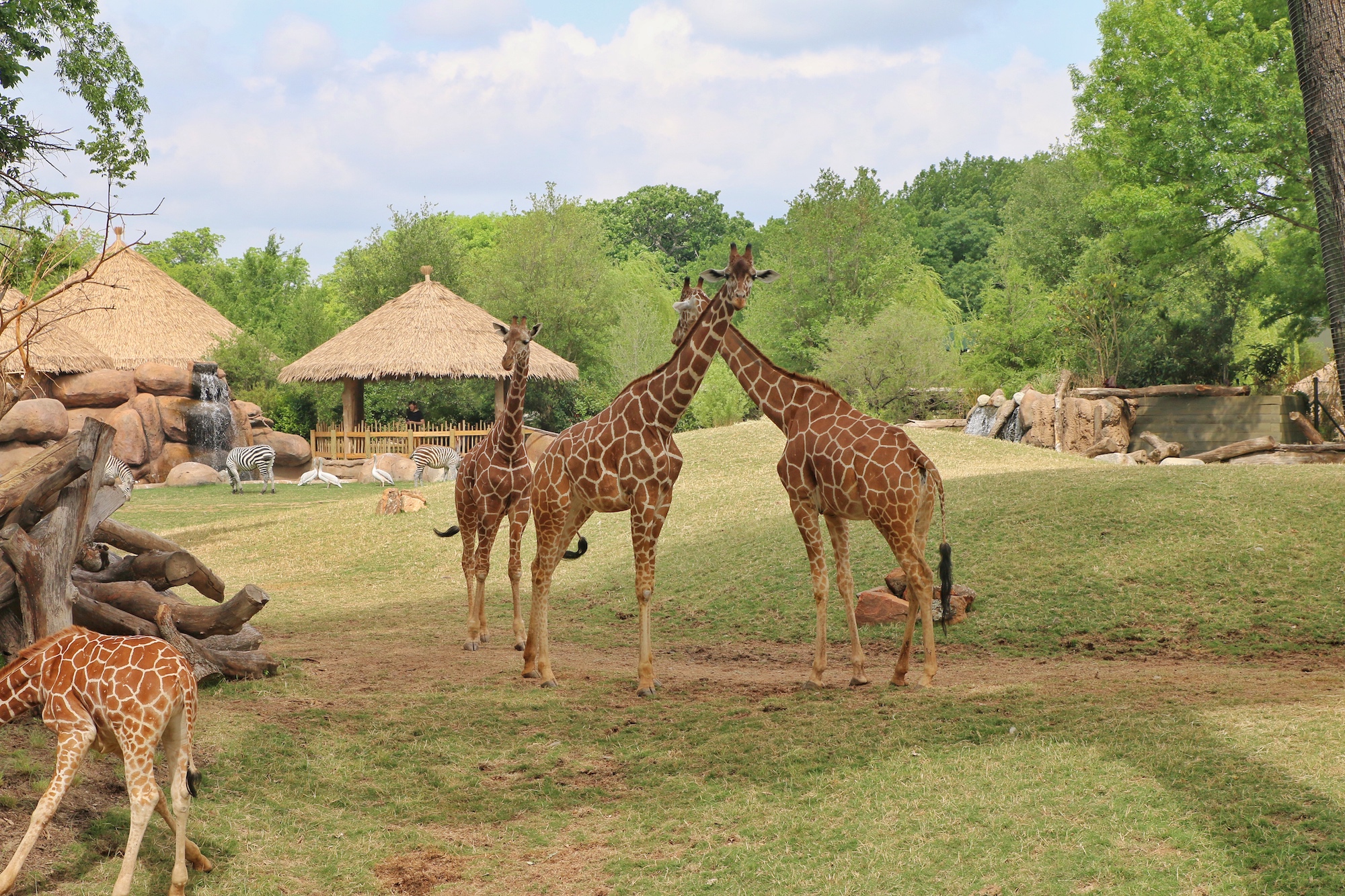 giraffe habitat at Fort Worth zoo