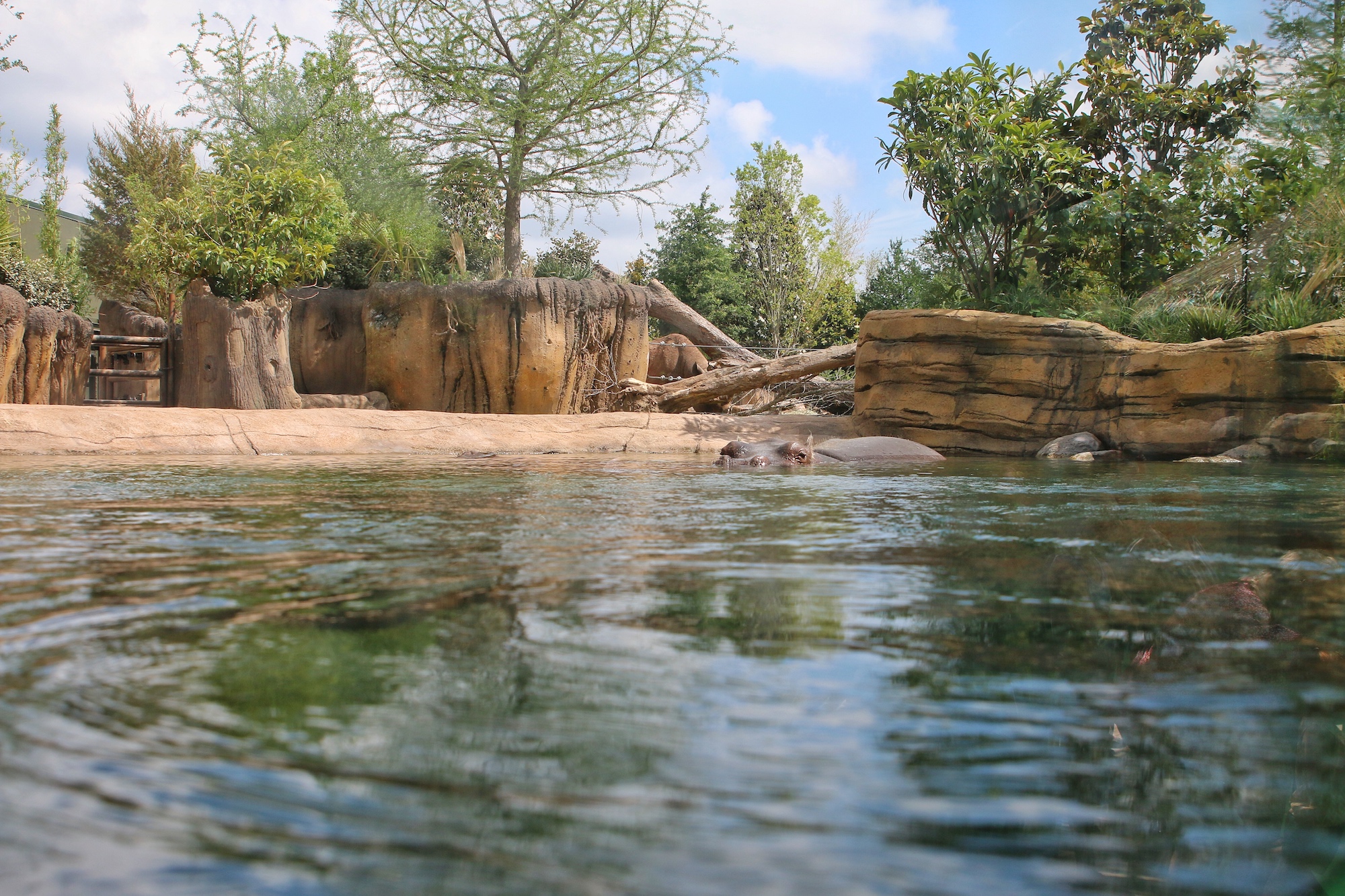 new hippo exhibit at Fort Worth zoo