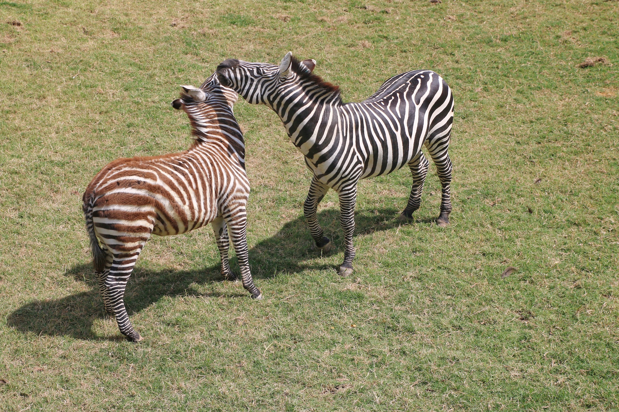 zebras playing at Fort Worth zoo