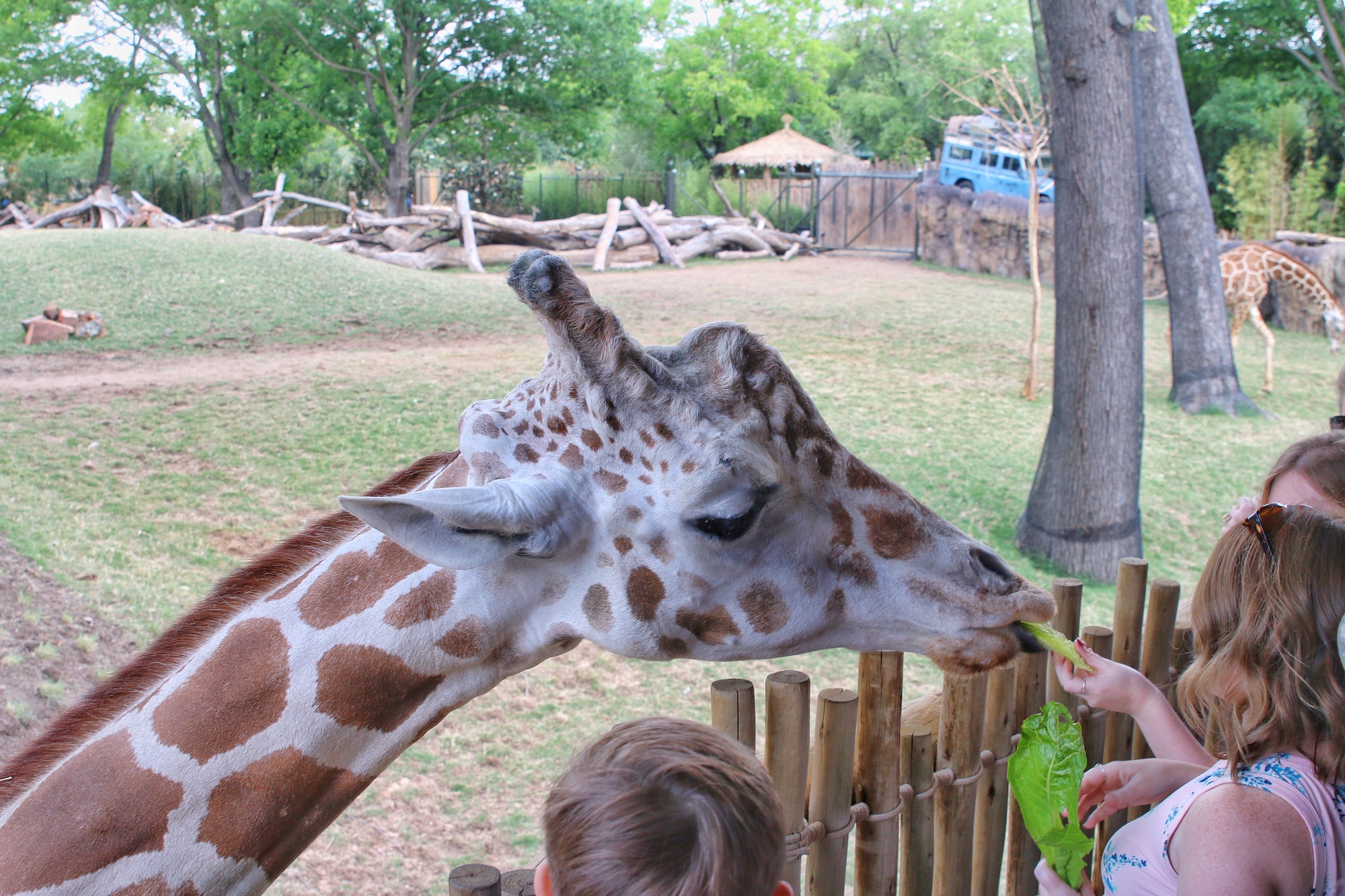 feed giraffes at Fort Worth zoo