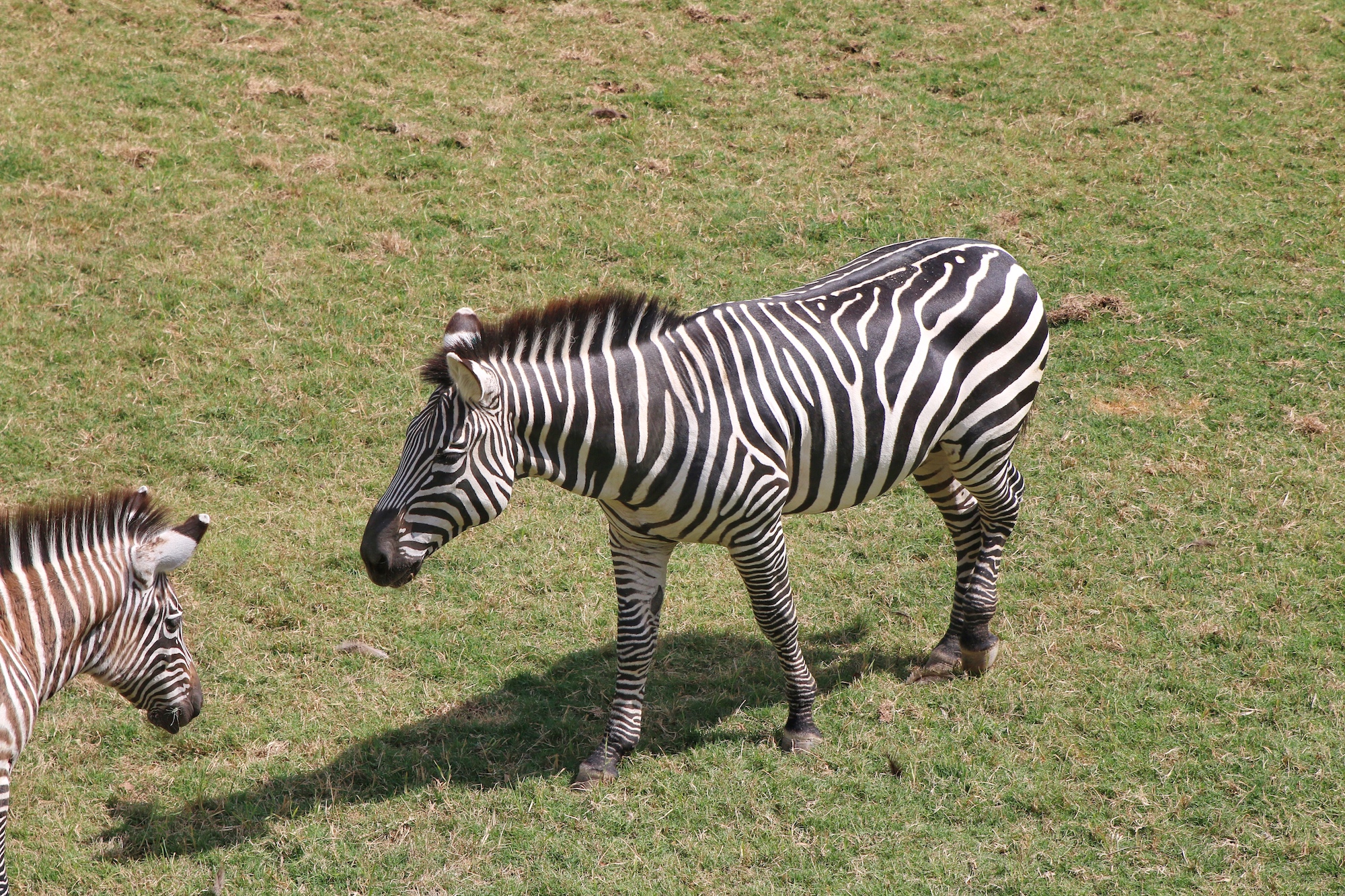 zebra habitat at Fort Worth zoo